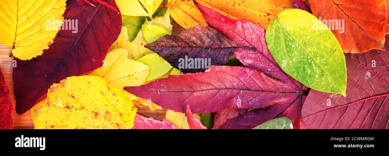 Panoramic background of colorful autumnal leaves. Fall web banner. Stock Photo