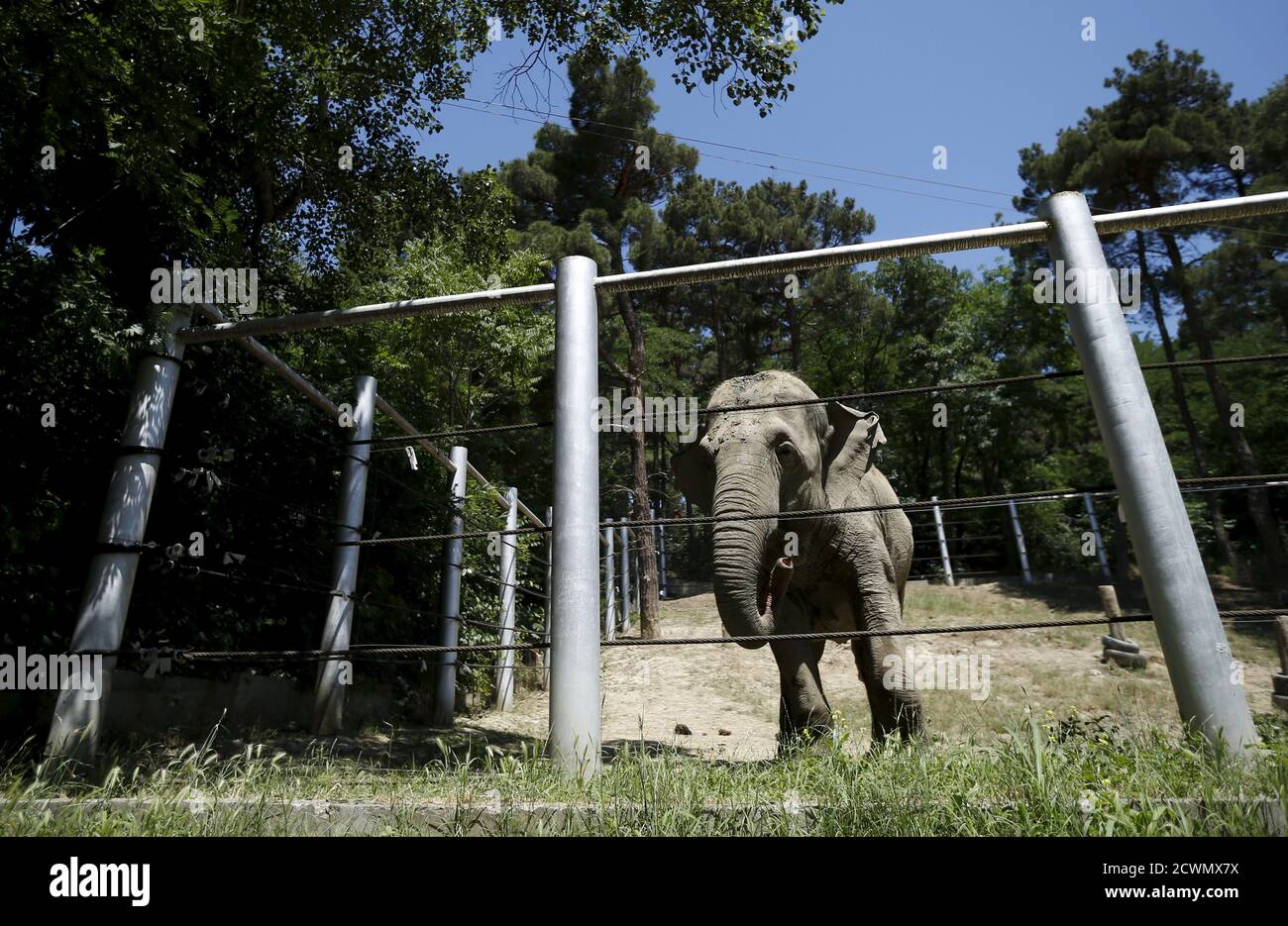 An elephant is seen inside its enclosure at a zoo, which is partially  destroyed, in Tbilisi, Georgia, June 18, 2015. A tiger, one of dozens of  animals that escaped after floods destroyed