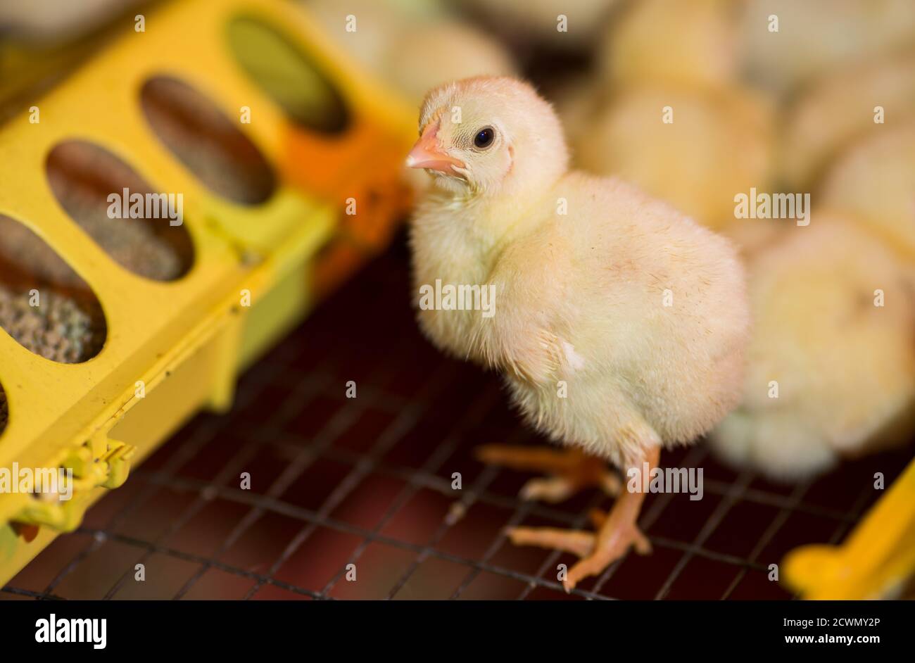 raising chickens on a poultry farm Stock Photo - Alamy