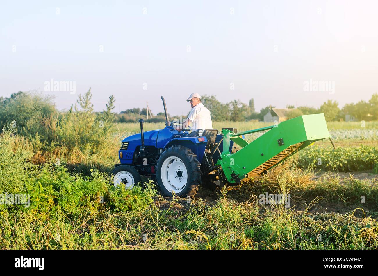 A farmer on a tractor drives across the farm field. Potato harvest campaign. Farming, agriculture. Countryside farmland. The use of mechanical enginee Stock Photo