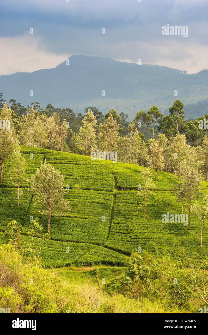 Sri Lanka, Hatton, Castlereagh Lake, Tea Estate Stock Photo Alamy