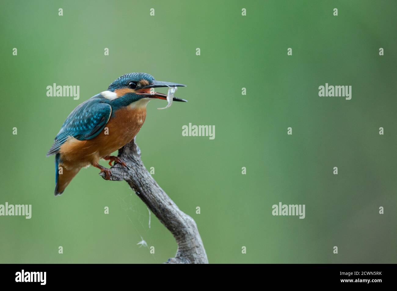Kingfisher Eisvogel The Alcedo atthis is the only kingfisher species found in Europe. Stock Photo