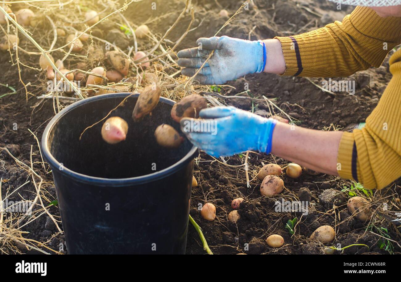 A farmer woman collects potatoes in a bucket. Work in the farm field. Pick, sort and pack vegetables. Organic gardening and farming. Harvesting campai Stock Photo