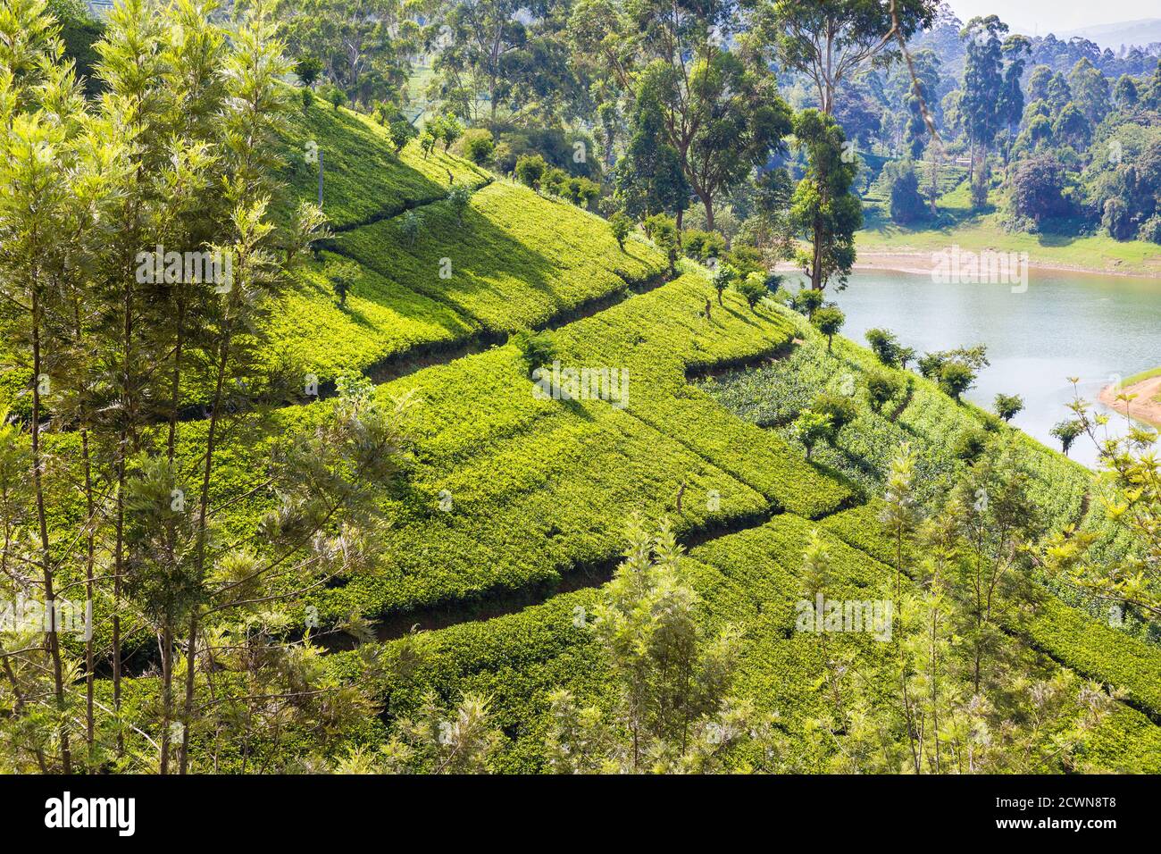 Sri Lanka, Hatton, Castlereagh Lake, Tea Estate Stock Photo Alamy