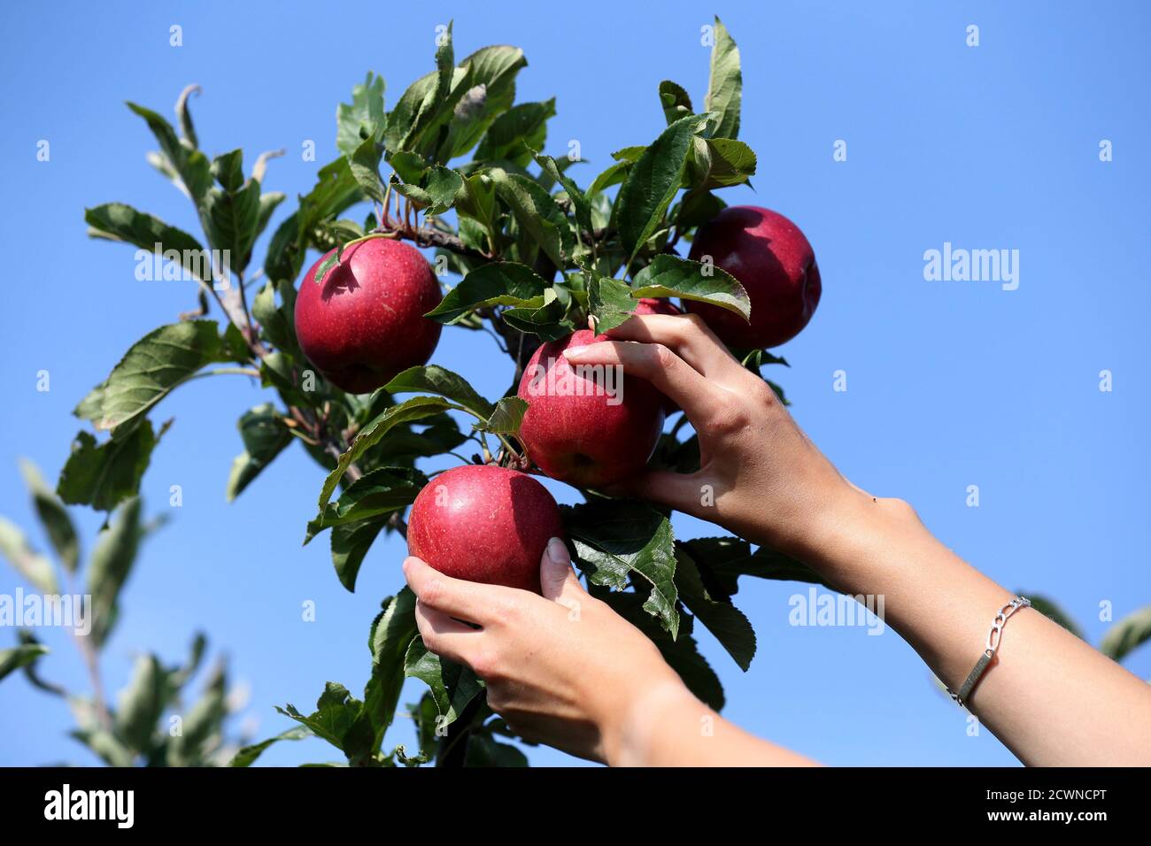 A French farm worker harvests apples in a 8 hectare apple orchard at the  Verger d'Epinoy near Cambrai, northern France September 3, 2014. French  apple growers are facing a sharp drop in