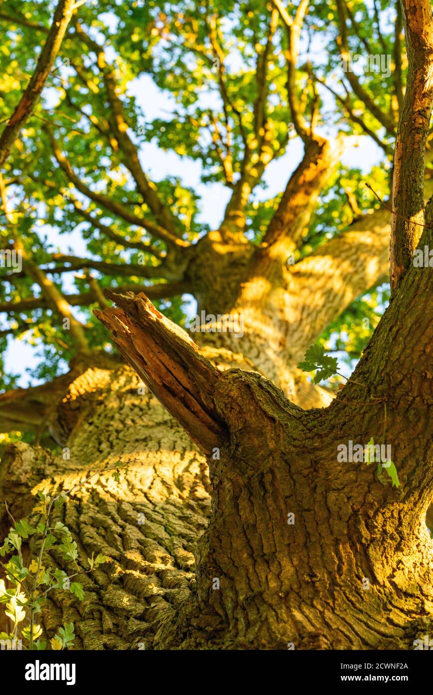Mature oak tree with green leaves and evening sunlight Stock Photo Alamy