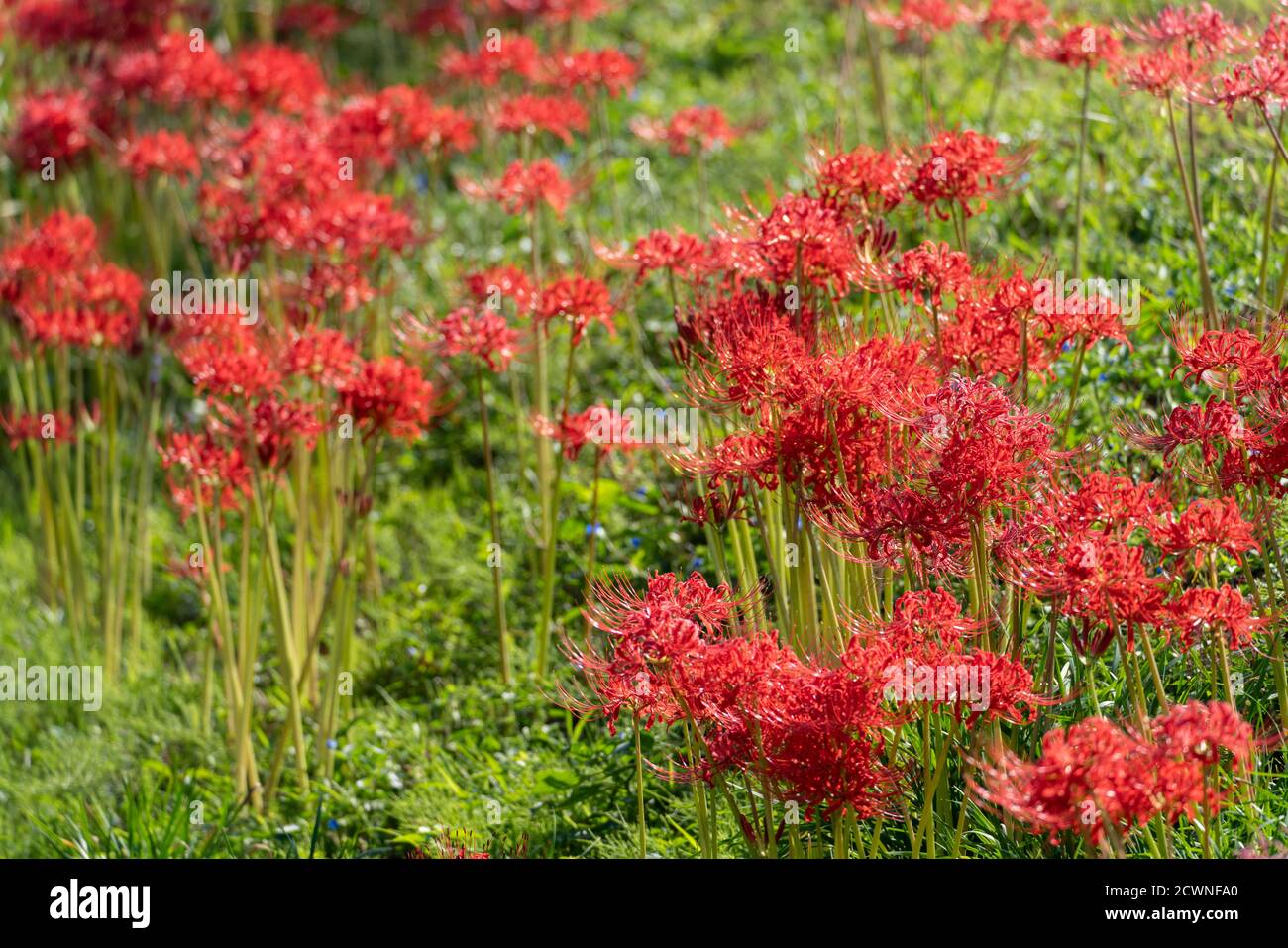 Red spider lily (Lycoris radiata), Isehara City, Kanagawa Prefecture, Japan Stock Photo