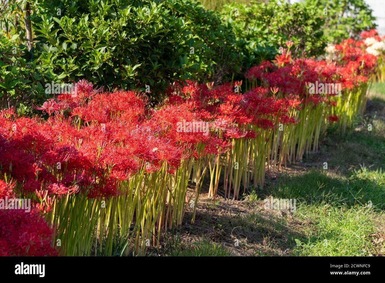 Red spider lily (Lycoris radiata), Isehara City, Kanagawa Prefecture, Japan Stock Photo Alamy