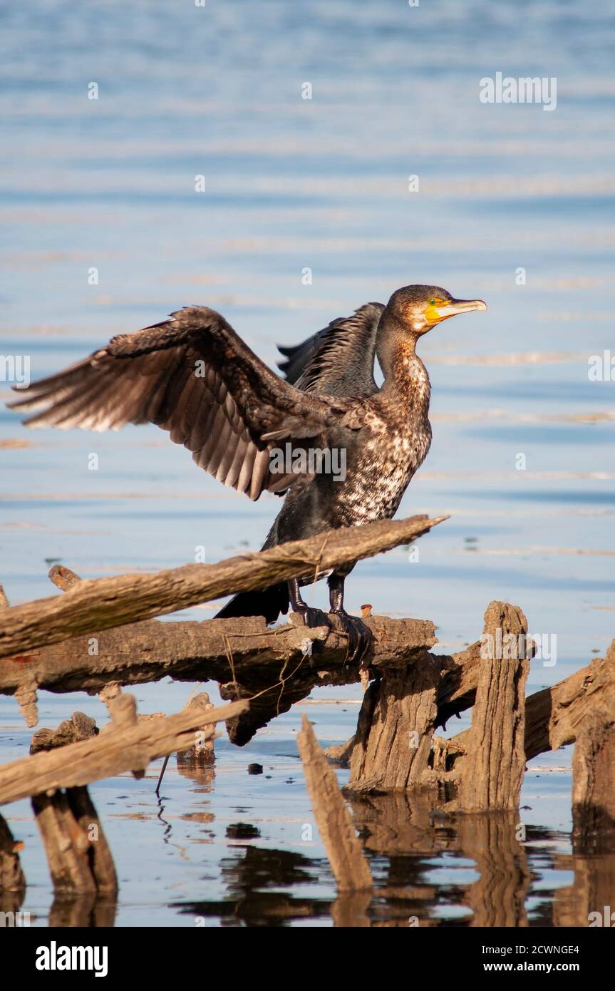 Great cormorant, Phalacrocorax carbo, adult sunbathing and flapping wings perched on a wood pole to dry the plumage. Stock Photo