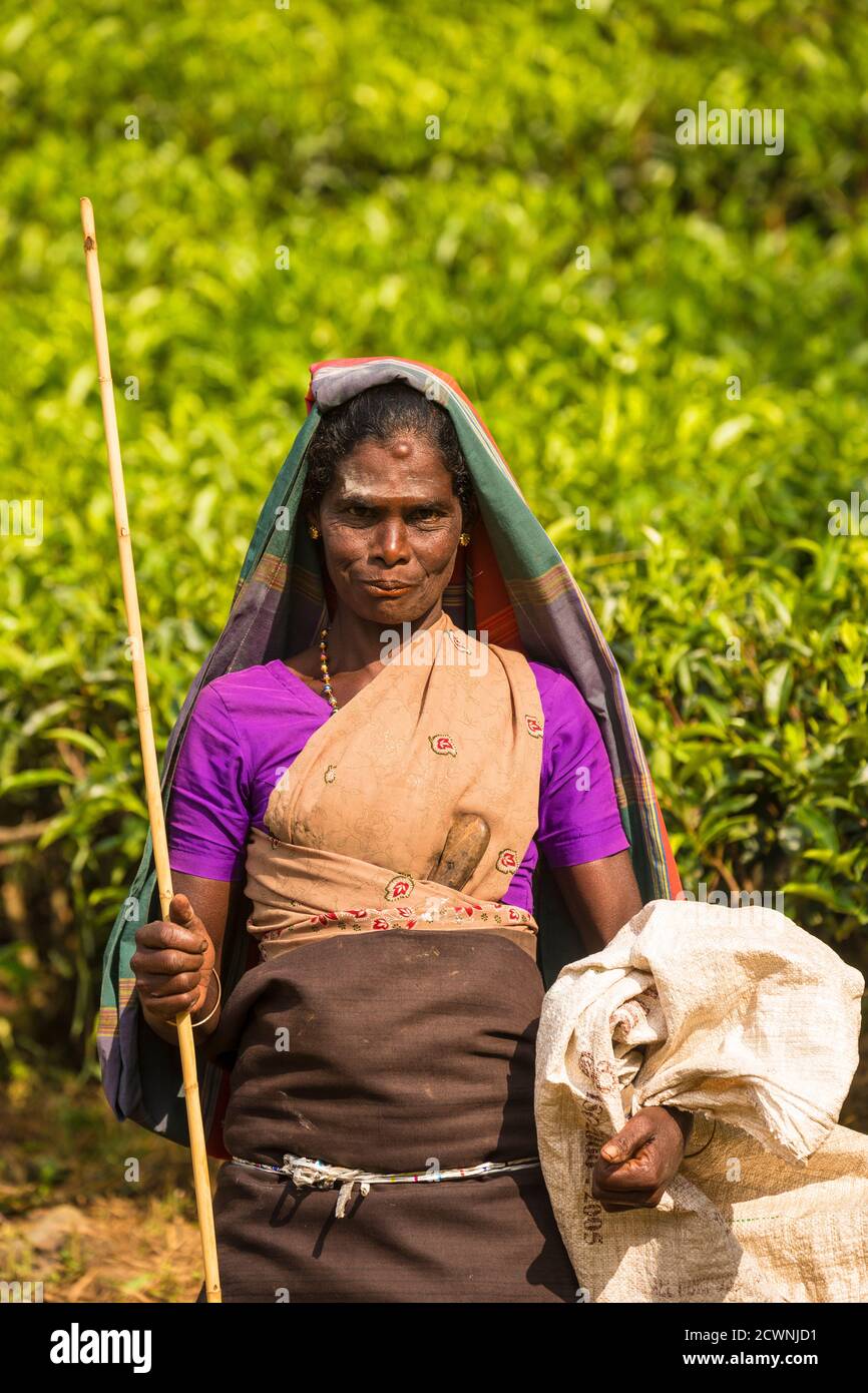 Sri Lanka, Hatton, Castlereagh Lake, Tea plucker Stock Photo