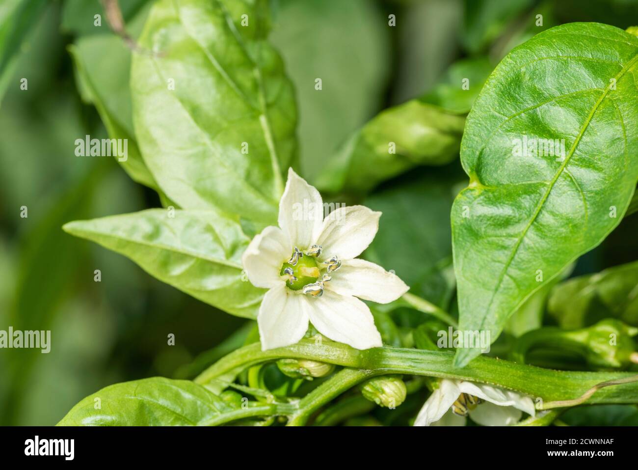 Flower of Bell pepper (Capsicum annuum L. 'grossum') field, Isehara City, Kanagawa Prefecture, Japan Stock Photo