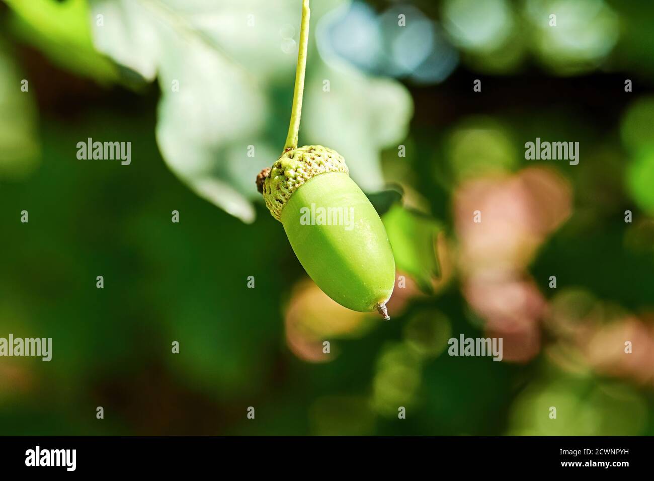 Single green acorn on growth on an oak tree branch. Nature backgrounds Stock Photo