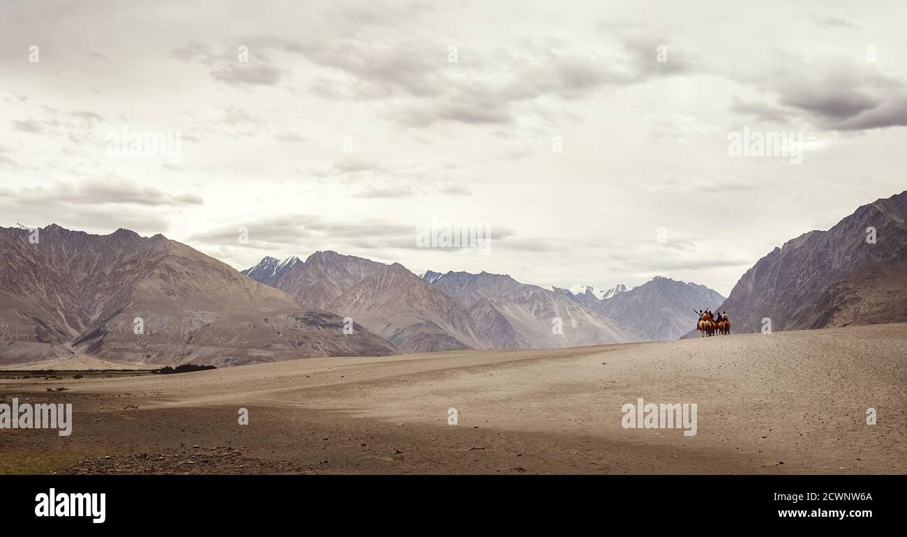 Little Caravan of camels goes to the mountain desert travel Stock Photo