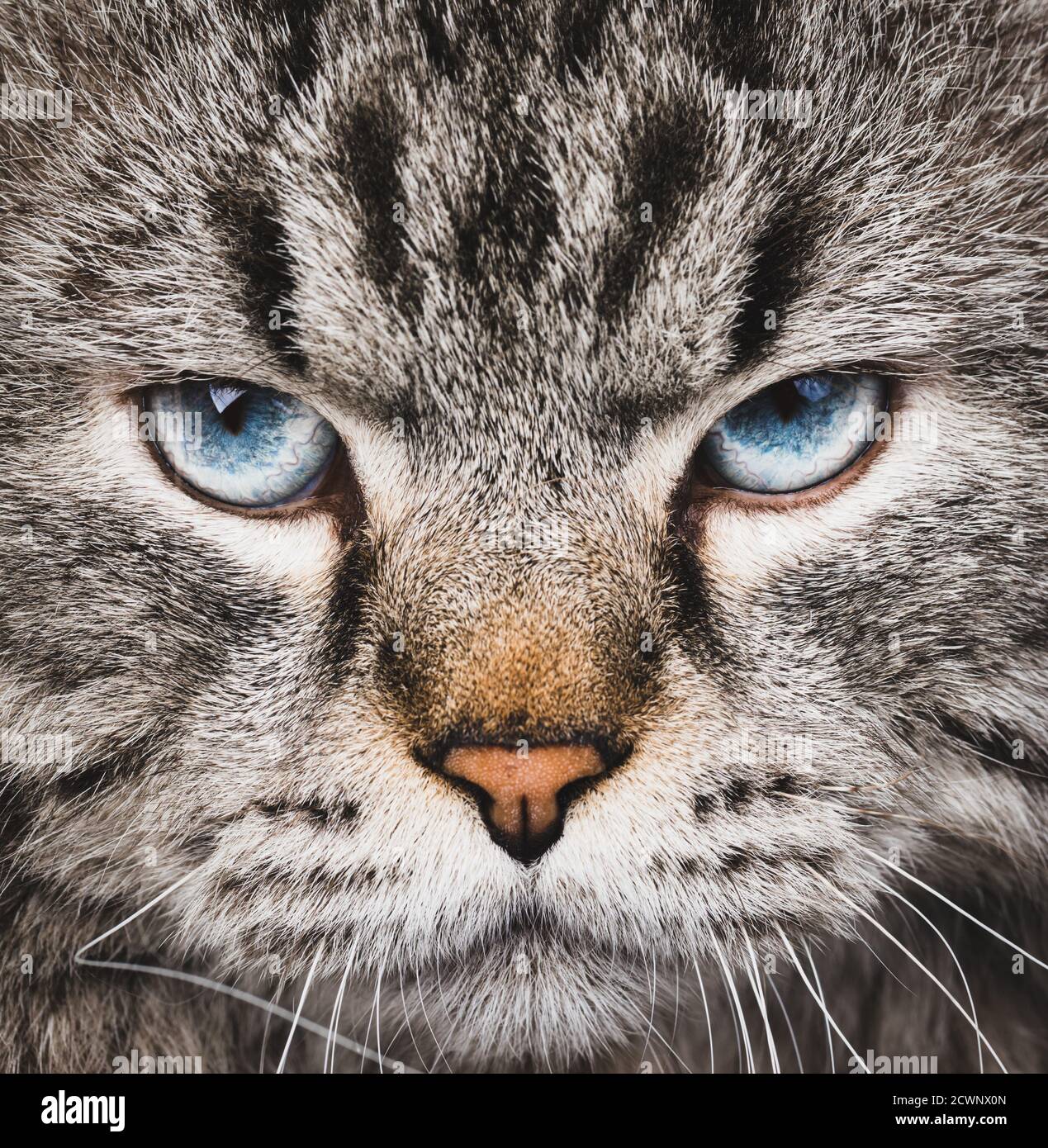 Portrait of blue-eyed male Neva Masquerade Colorpoint cat Stock Photo