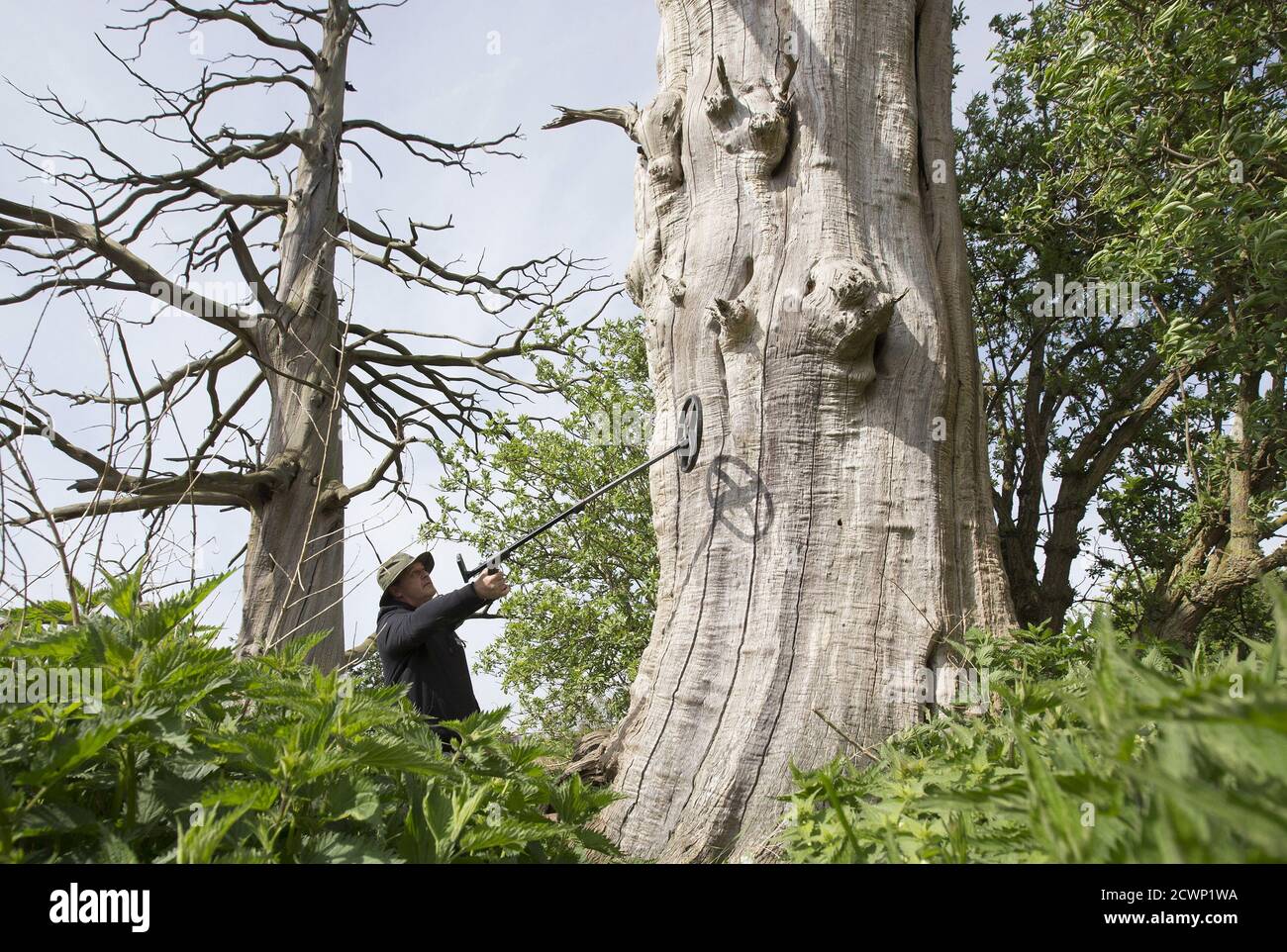Metal detector enthusiast Gary Craig from Scotland searches for bullets trapped inside a tree as part of a landmark archaeological research campaign called 'Waterloo Uncovered' in Braine L'Alleud, Belgium April 29, 2015. 'Waterloo Uncovered', which aims to explore the battlefield of Waterloo in the bicentennial year of the Battle of Waterloo, is conducted by army veterans, some wounded in recent military campaigns, working alongside leading battlefield archaeologists and military historians.  REUTERS/Yves Herman Stock Photo