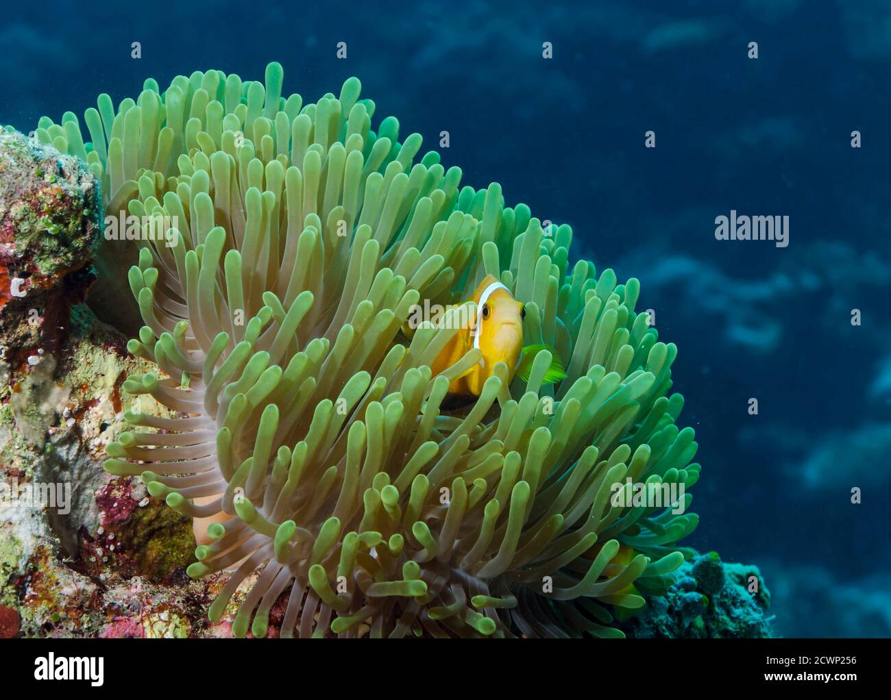 Maldive Anemonefish, Amphiprion nigripes in Magnificent Anemone, Heteractis magnifica, Bathala island, Maldives Stock Photo