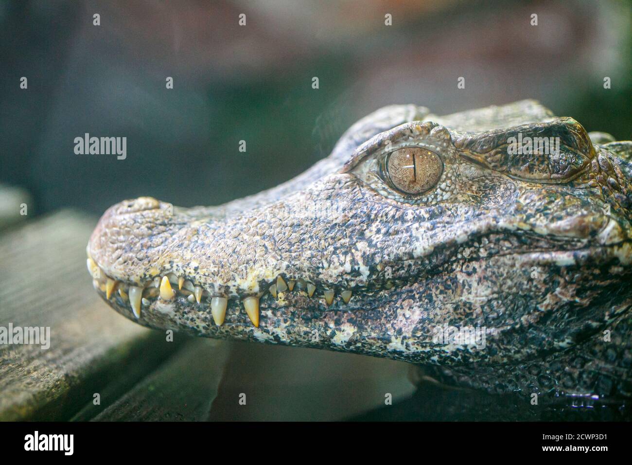 Crocodylus niloticus Nile caiman portrait of small specimen in terrarium.  High quality photo Stock Photo - Alamy