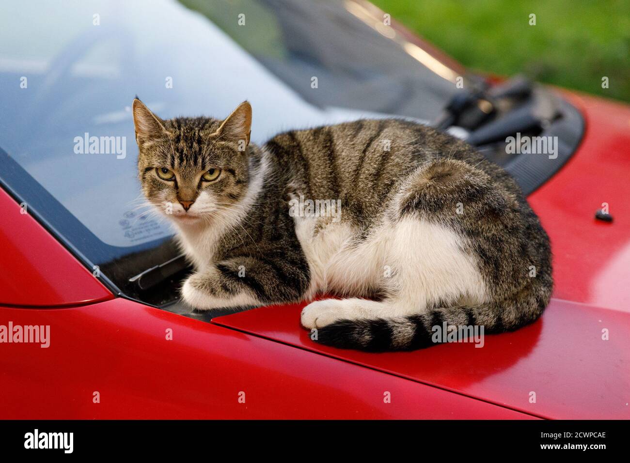 street cat sits on a city street in the evening Stock Photo - Alamy