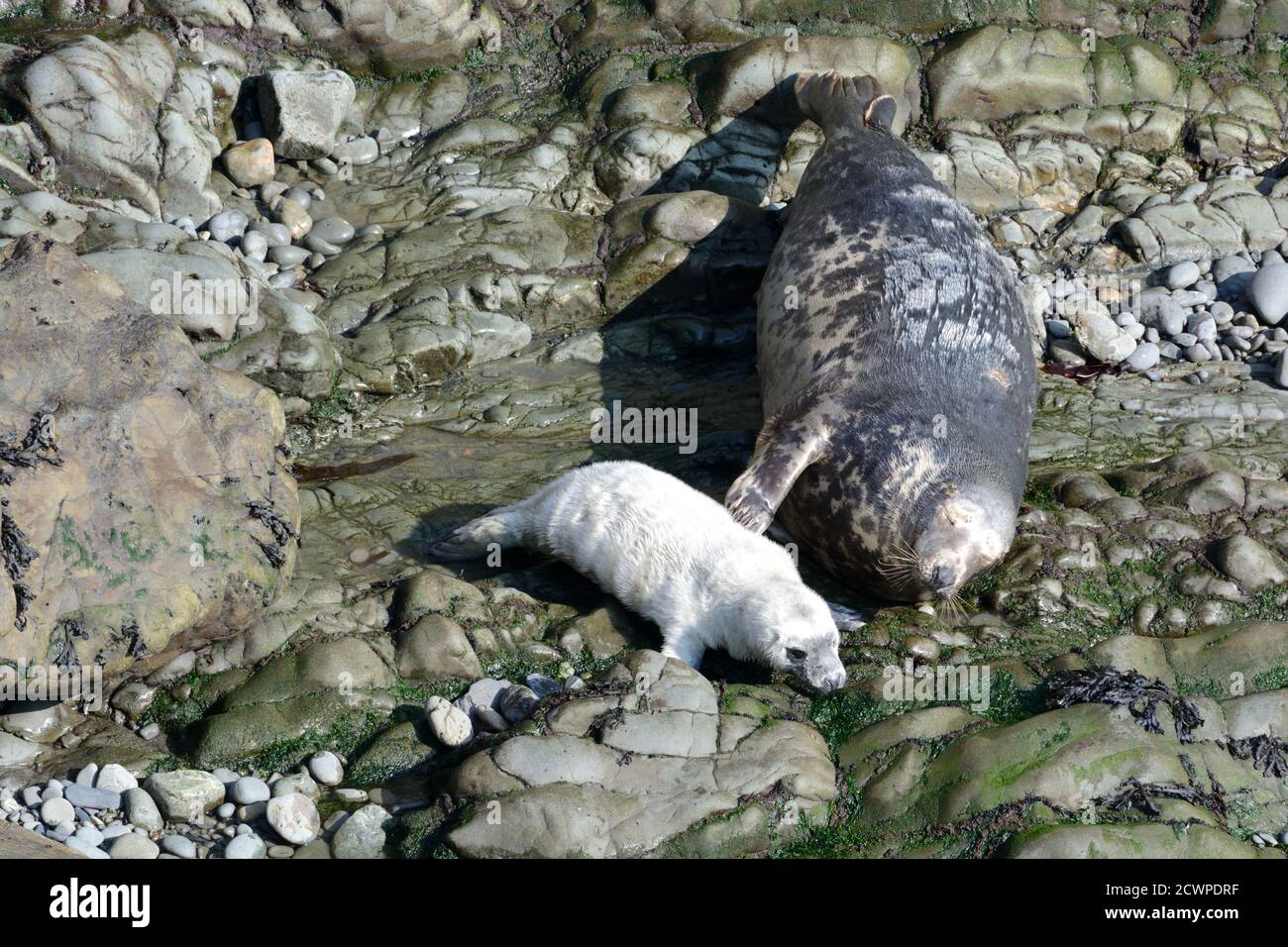 Female Atlantic grey seal  taps her newborn pup gently on Pembrokeshire beach Halichoerus grypus Wales Cymru UK Stock Photo