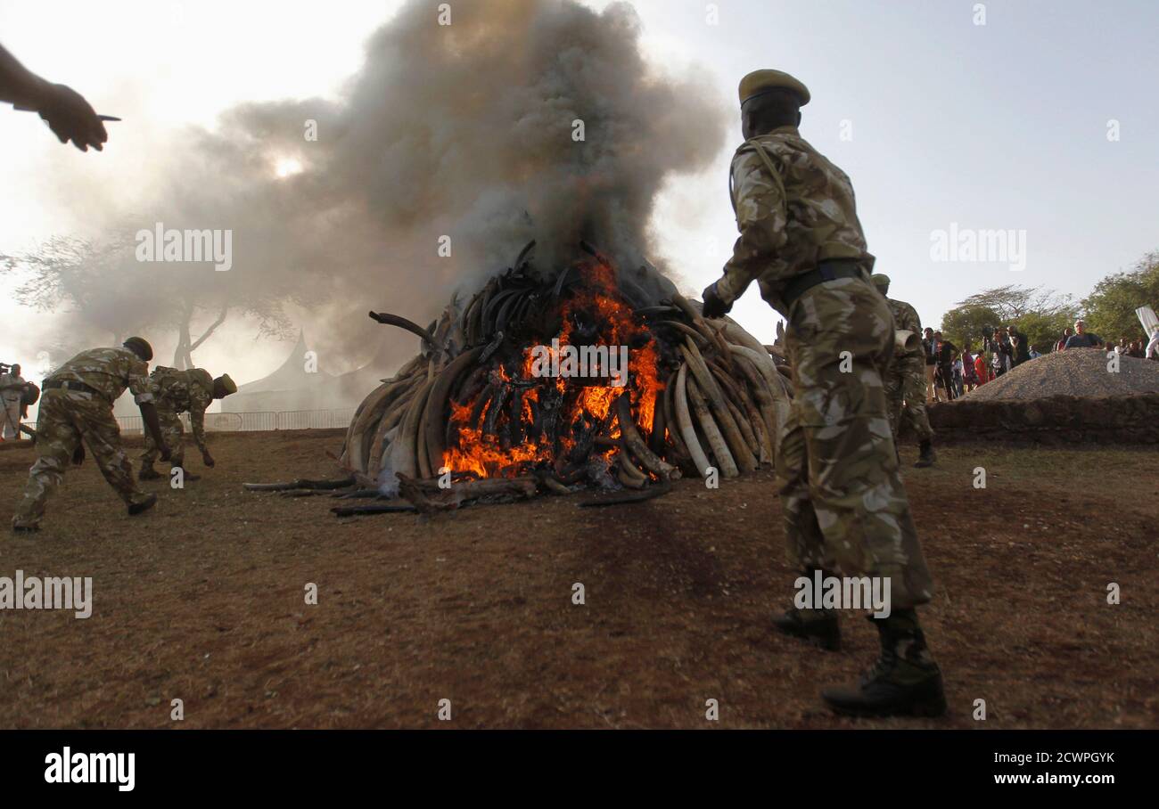 Kenya Wildlife Service rangers burn 15 tonnes of ivory confiscated from smugglers and poachers to mark the World Wildlife Day at the Nairobi National Park March 3, 2015. The United Nations on December 20, 2013, declared 3rd March World Wildlife Day as a celebration of wild fauna and flora and to raise awareness of illegal trade. The 2015 theme for World Wildlife Day is 'Wildlife Crime is serious; let's get serious about wildlife crime'. REUTERS/Thomas Mukoya (KENYA - Tags: SOCIETY CRIME LAW ANNIVERSARY ENVIRONMENT ANIMALS) Stock Photo