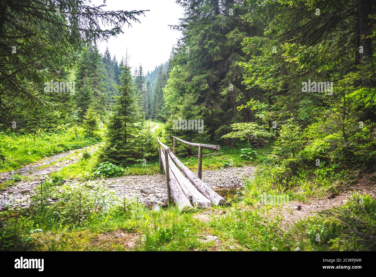 Wooden bridge in the forest hi-res stock photography and images - Alamy
