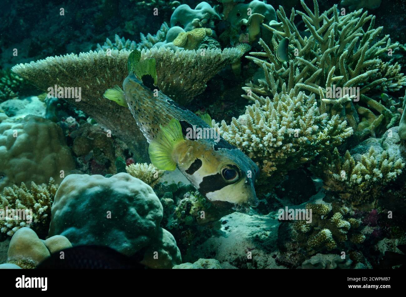 Black-blotched porcupinefish, Diodon liturosus, in coral reef in Bathala, Maldives Stock Photo