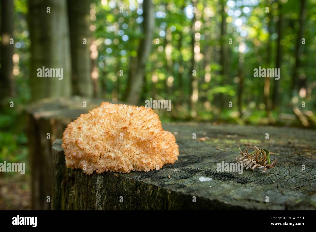 Coral tooth fungus (Hericium coralloides). Bieszczady mountains, Poland, Europe Stock Photo