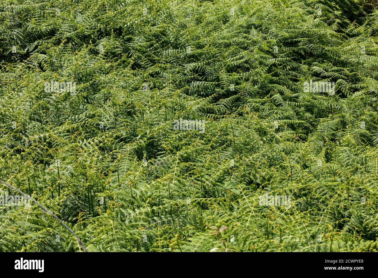 Hay-scented fern (Dennstaedtia punctilobula) on Madeira Island, Portugal Stock Photo
