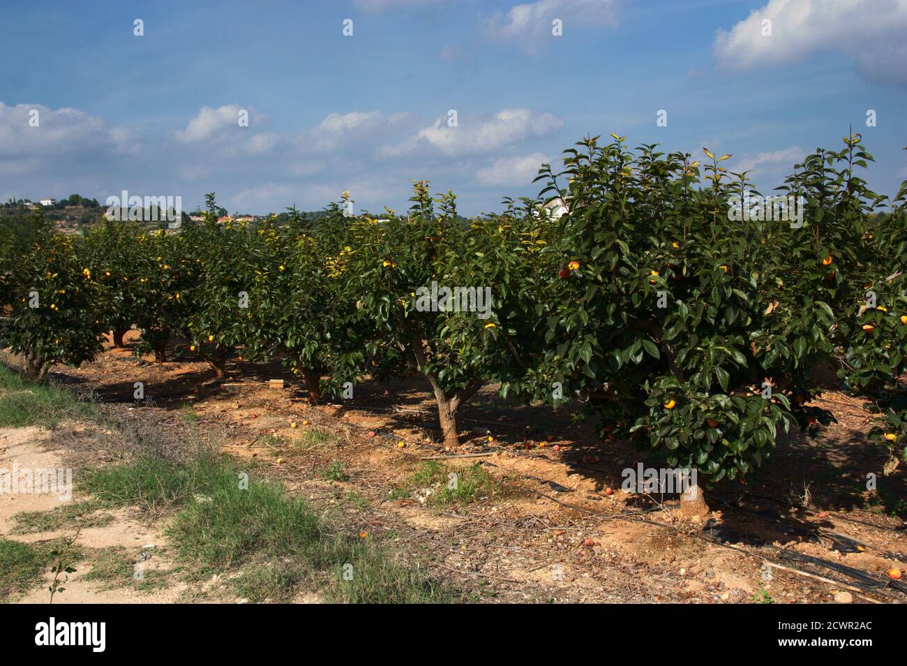 Cultivated Field Of Persimmon Trees Full Of Fruits Ripening In Early Autumn Image With Copy 