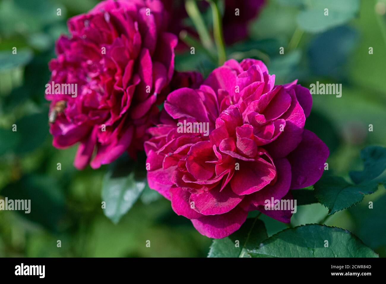 Darcey Bussell crimson roses - english shrub rose bred by David Austin Stock Photo
