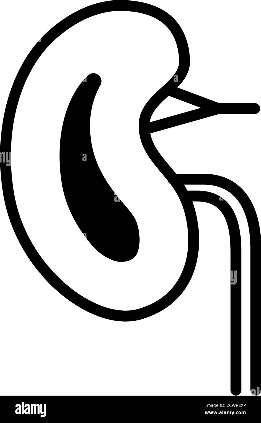 Kidney Black and White Stock Photos & Images - Alamy