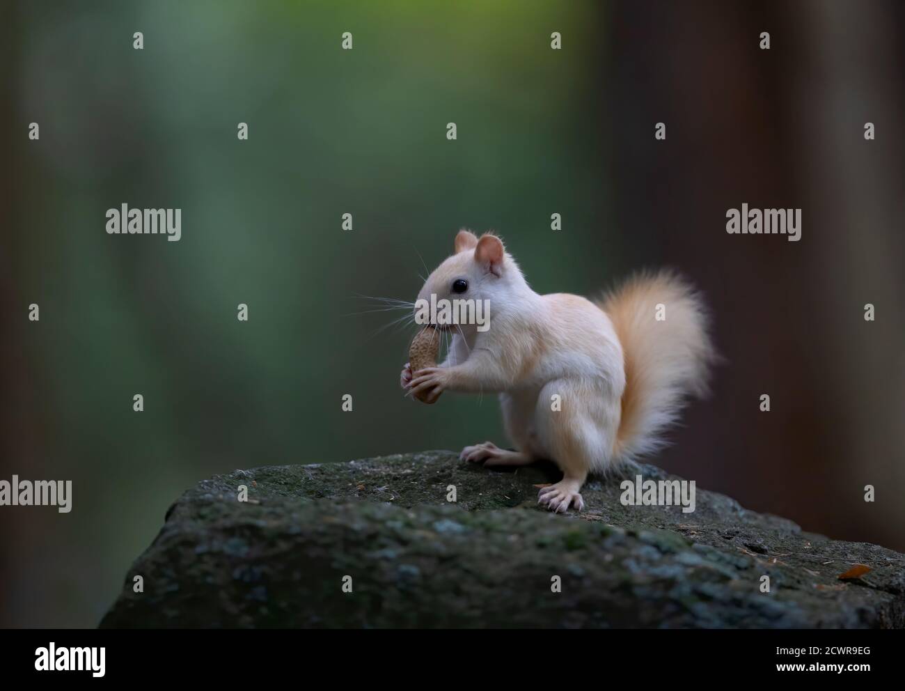 White squirrel (leucistic red squirrel) standing on a rock eating a peanut in the forest in the morning light in Canada Stock Photo
