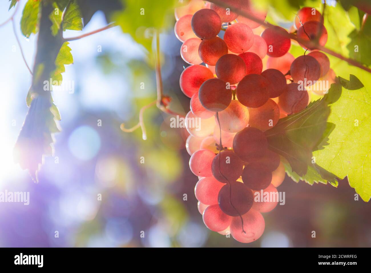 Bunch of pink grapes Stock Photo