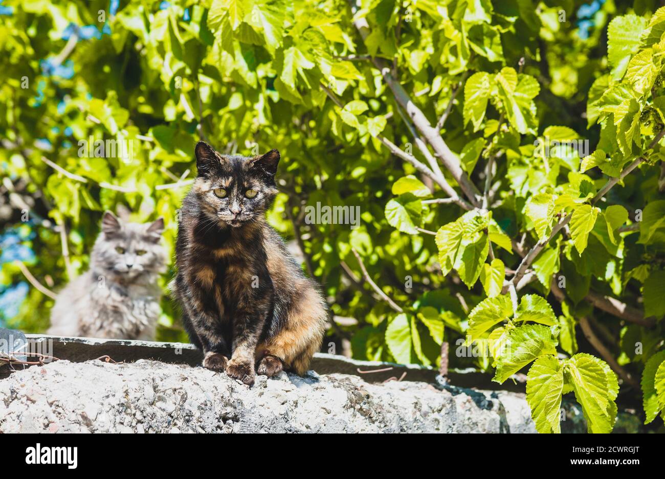 Cats on the fence Stock Photo - Alamy