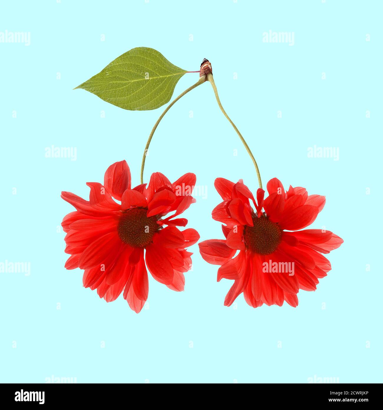 Contemporary art collage. Two red flowers marguerite as cherry on blue