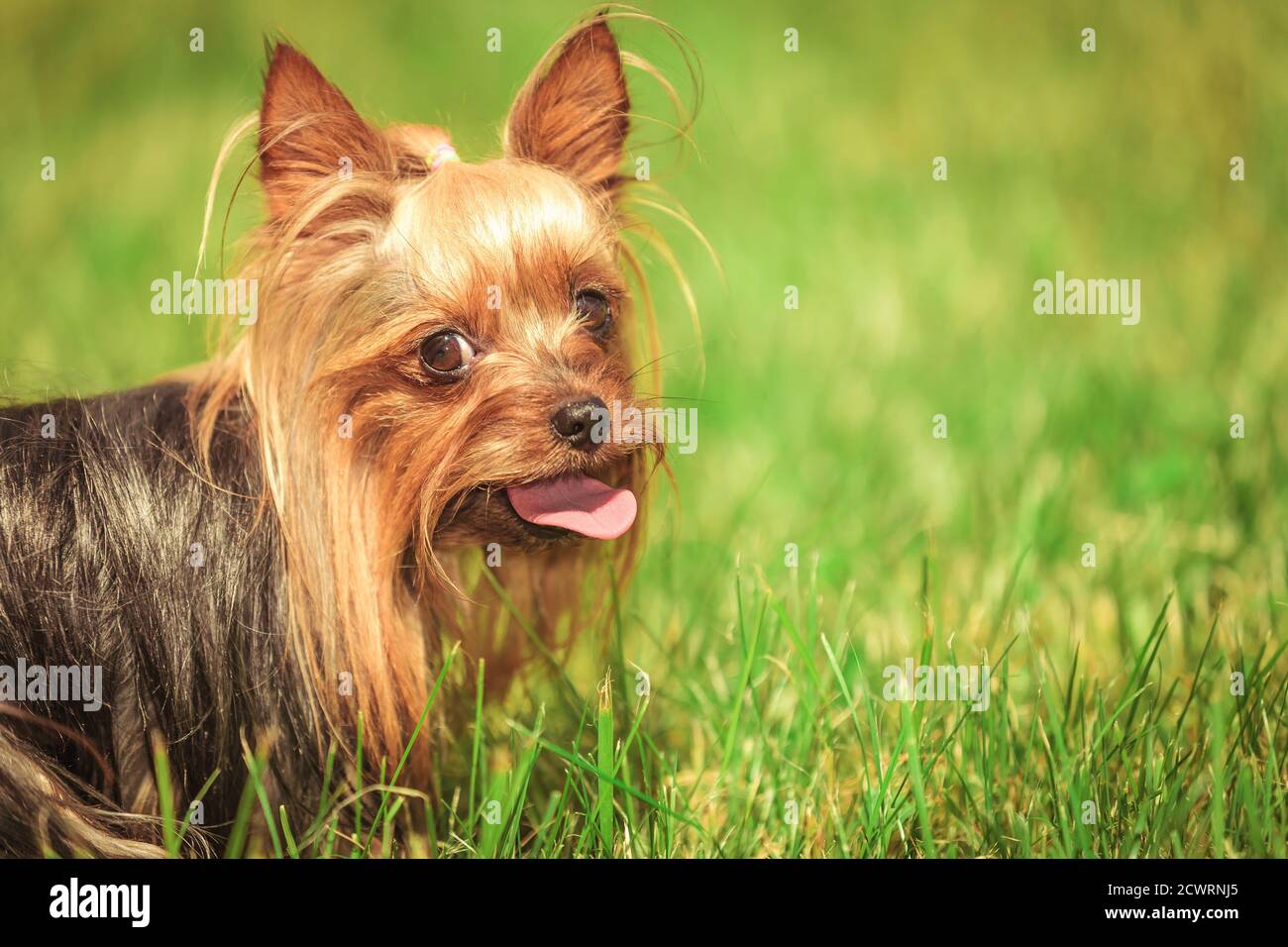 Side View Of A Panting Yorkshire Terrier Puppy Dog With Mouth Open Looking At The Camera Closeup Picture Stock Photo Alamy