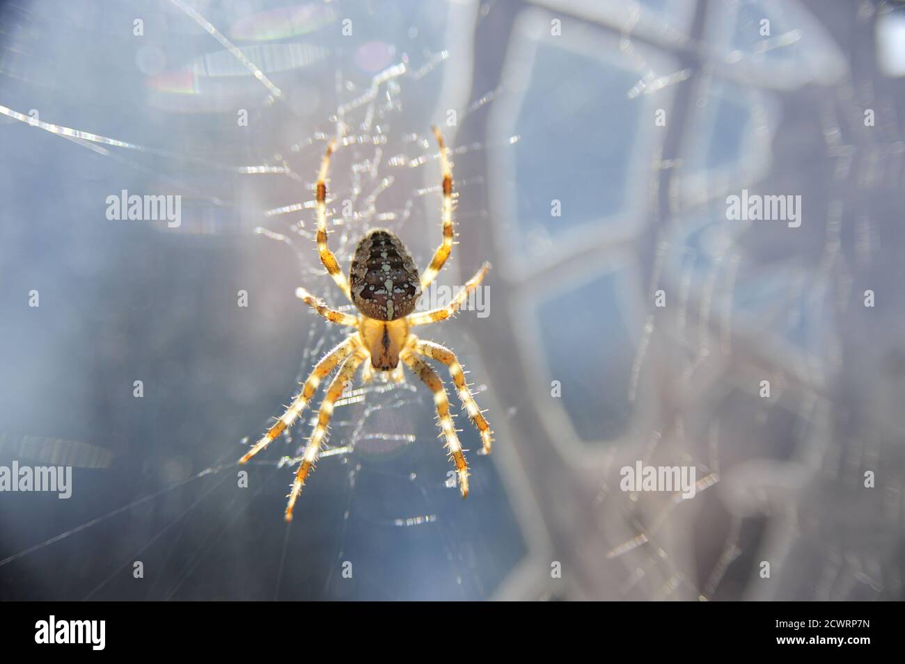 Macro shot of a spider sitting in a spider web Stock Photo - Alamy