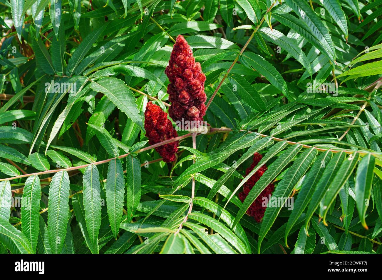 Staghorn sumac tree hires stock photography and images Alamy