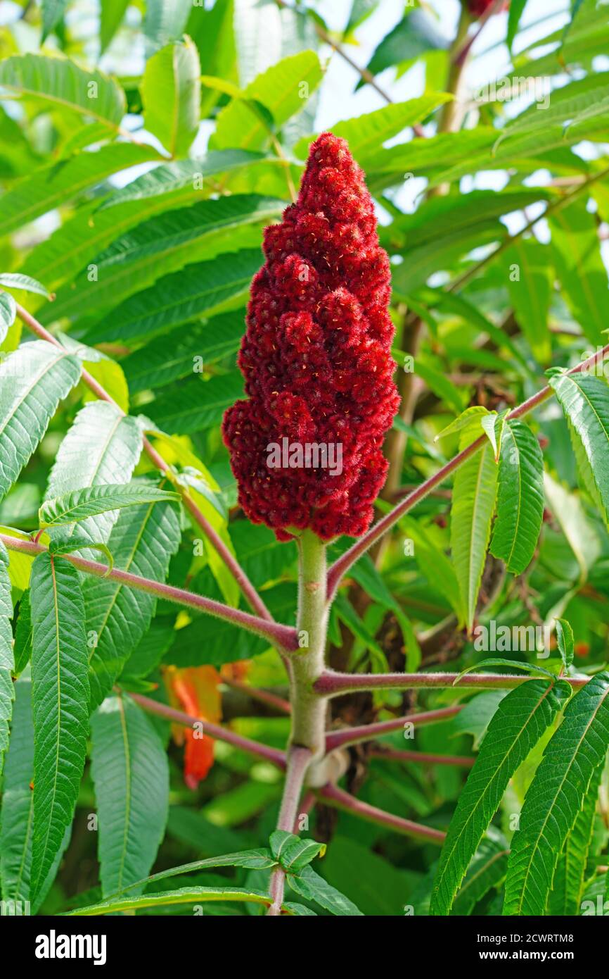 View of a Staghorn Sumac tree in Maine Stock Photo Alamy