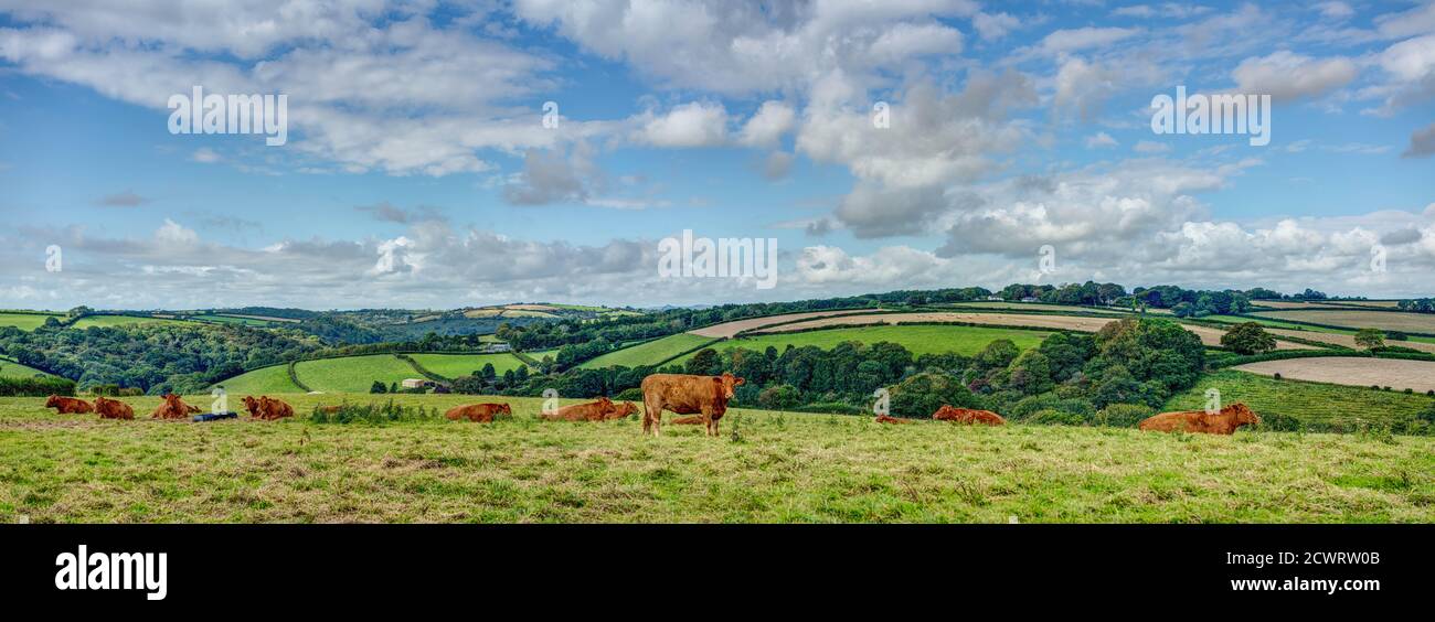 A wide panoramic Cornish view of a lush green pasture with a small herd of Devon Reds grazing in beautiful early autmn weather. Far reaching views. Stock Photo