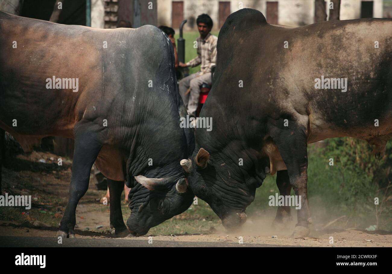 bulls-in-india-high-resolution-stock-photography-and-images-alamy