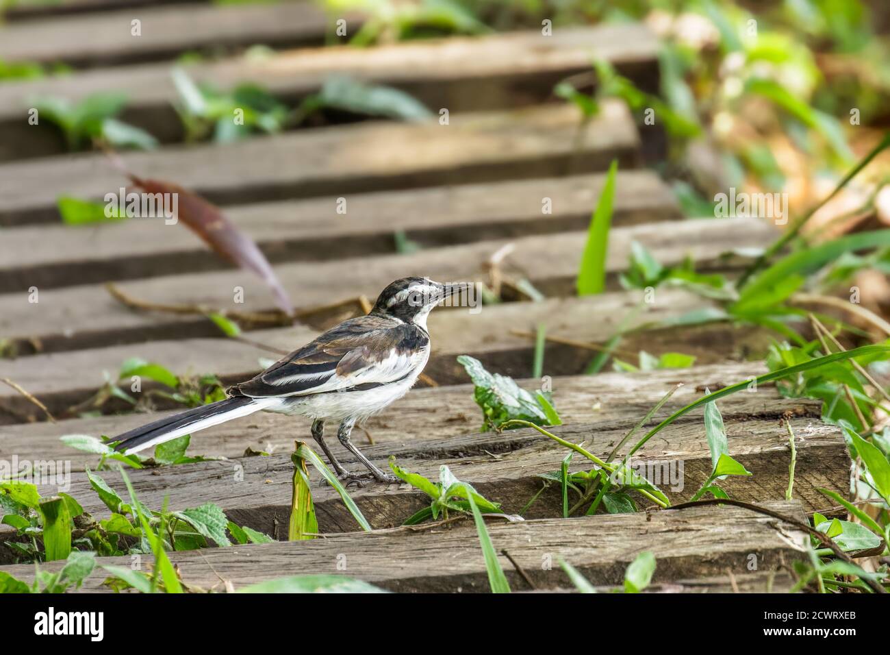 African pied wagtail, or African wagtail, (Motacilla aguimp), Kibale National Forest, Uganda. Stock Photo