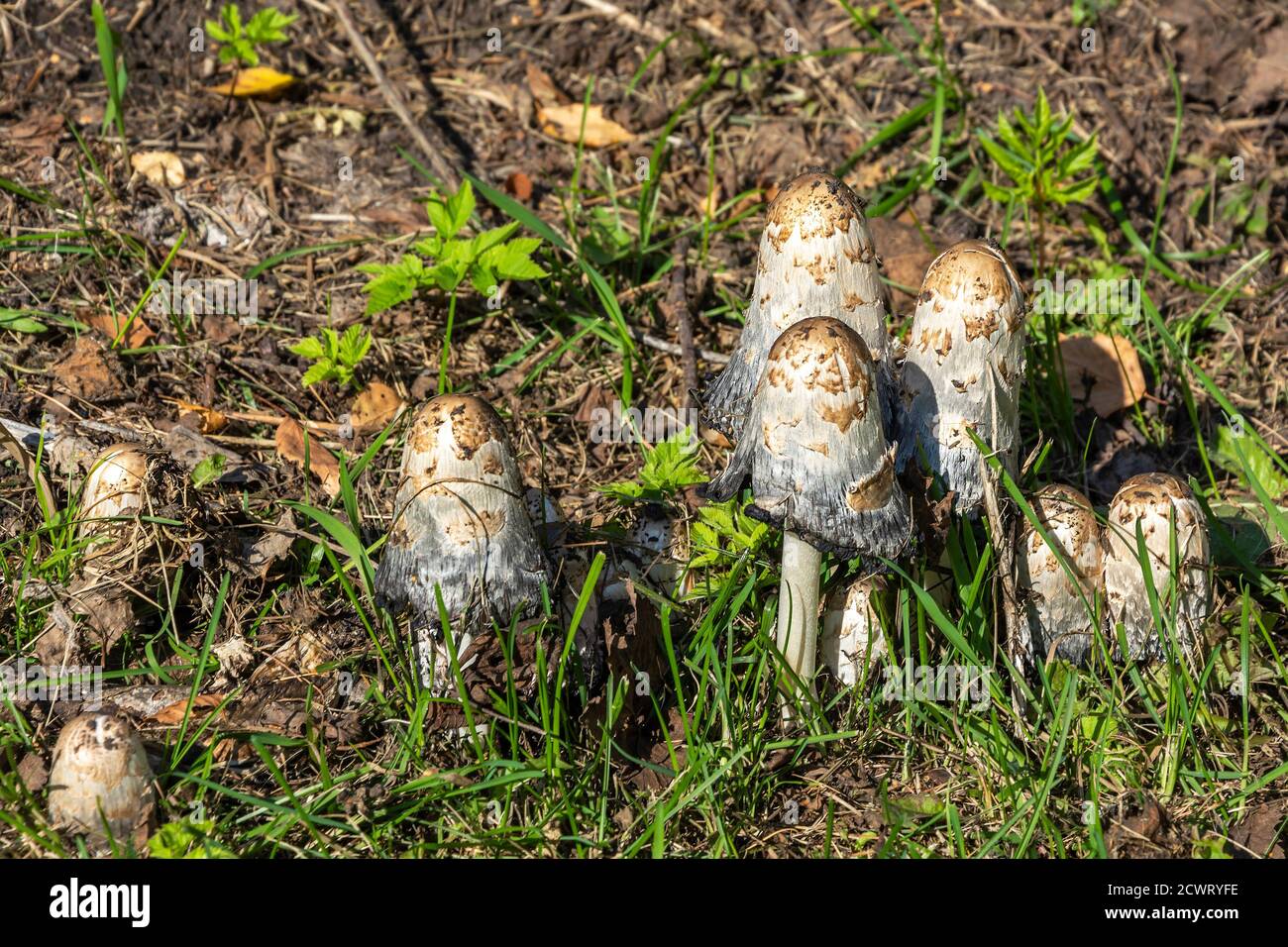 white dung (Coprinus comatus), Sunny day in late summer Stock Photo