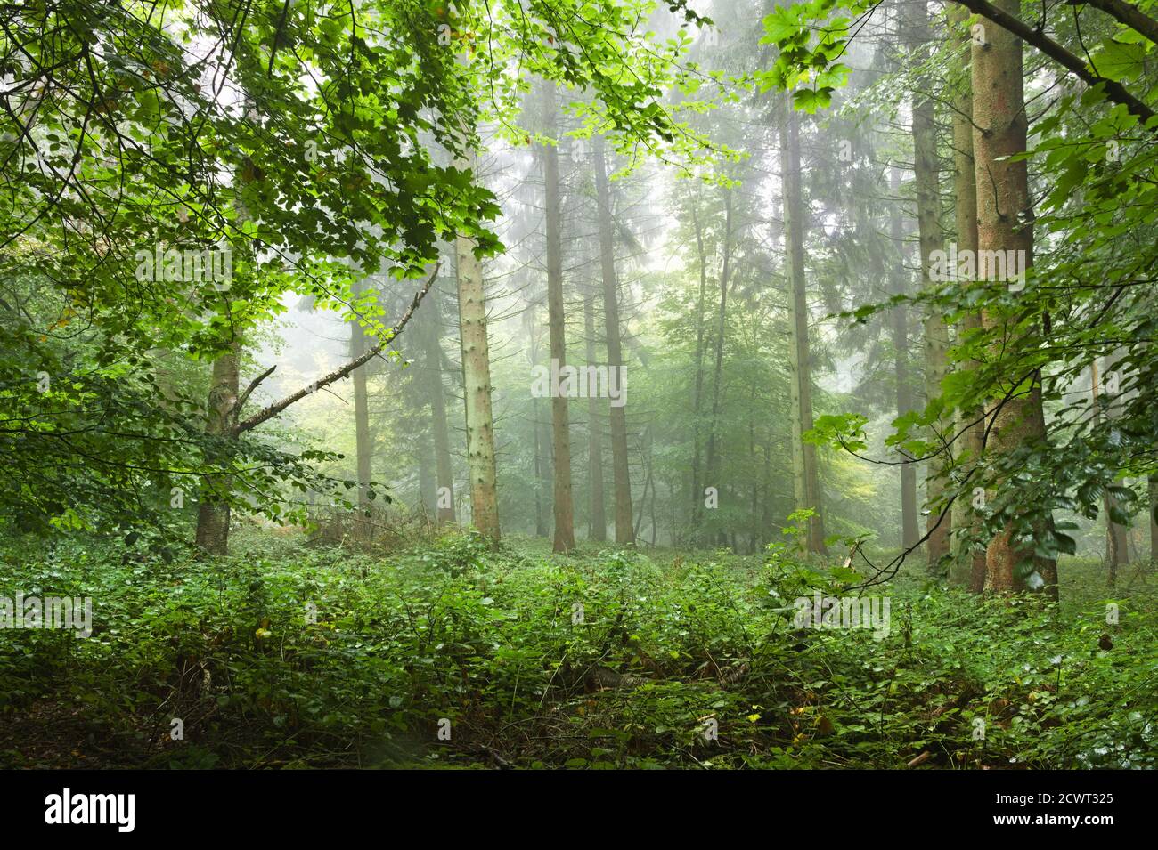 morning in the forest fog sunlight beaming through Stock Photo - Alamy