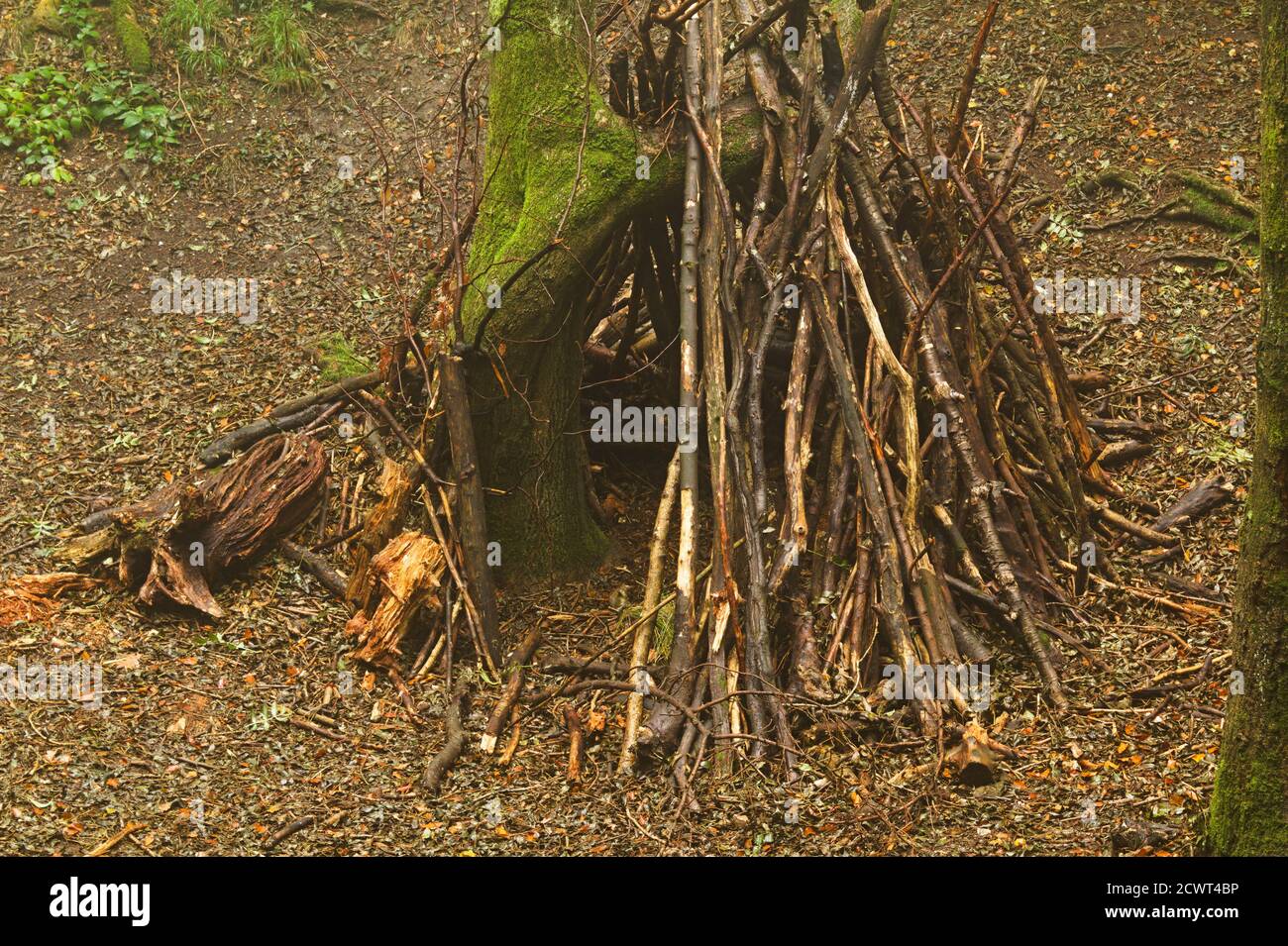 wooden temporary camping shelter in the woods Stock Photo Alamy