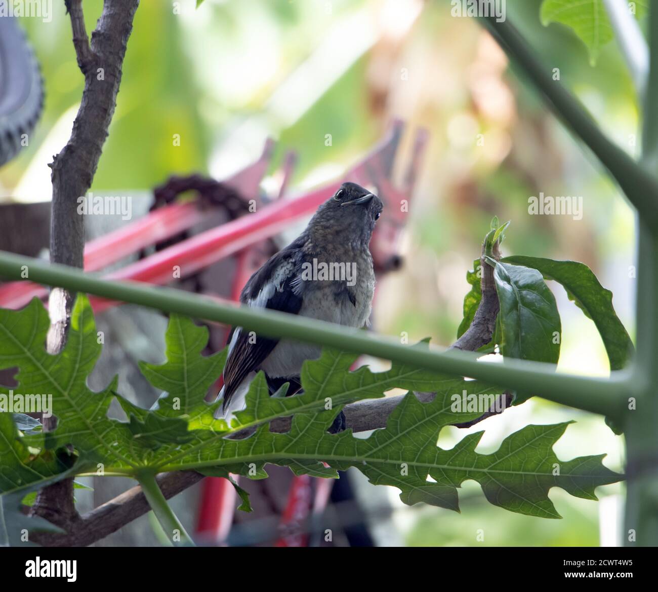 Thai bird at garden. Oriental Magpie Robin - Copsychus saularis standing on branch, Thailand. Stock Photo