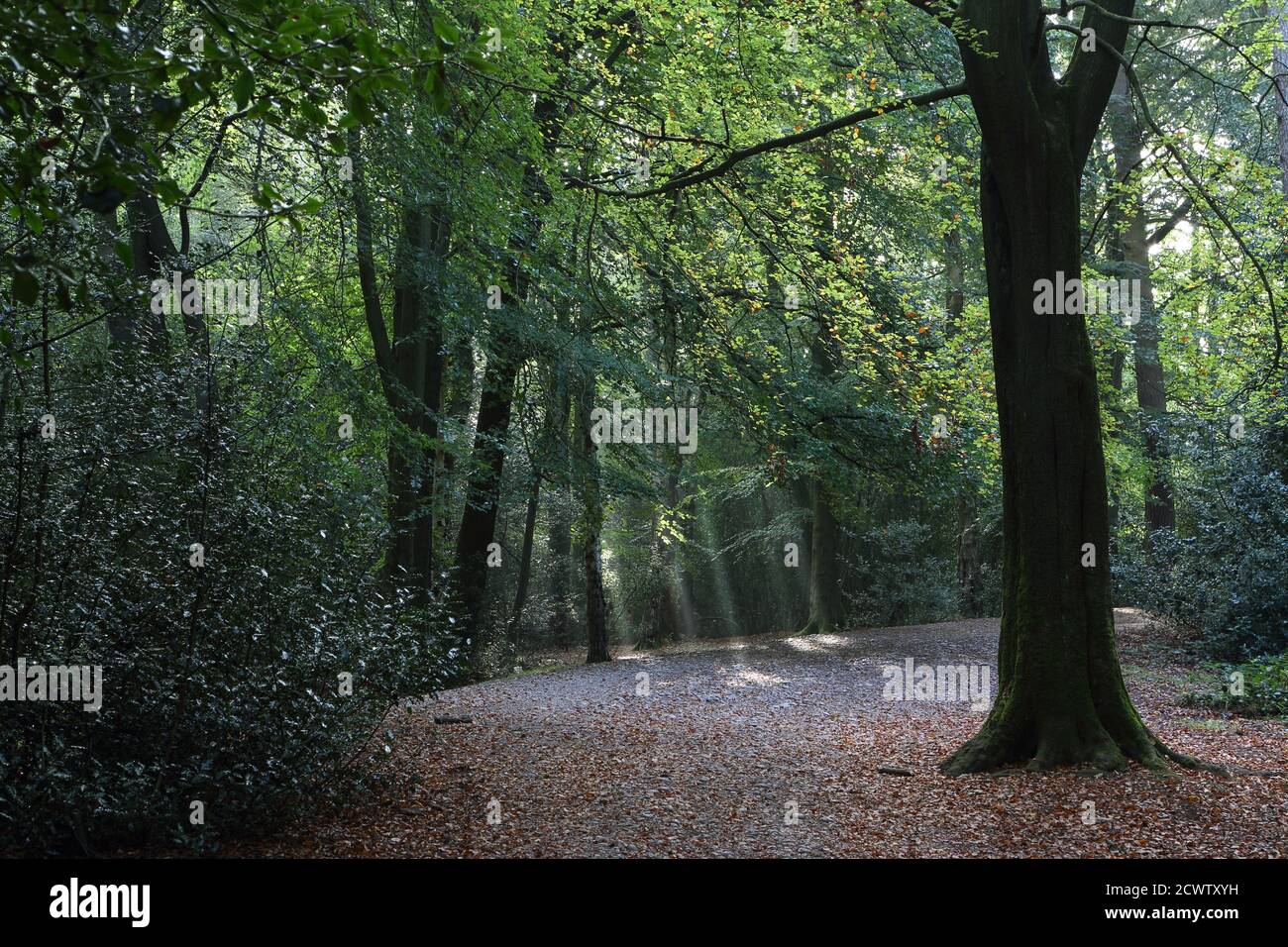 Shafts of morning light through wooded area Stock Photo
