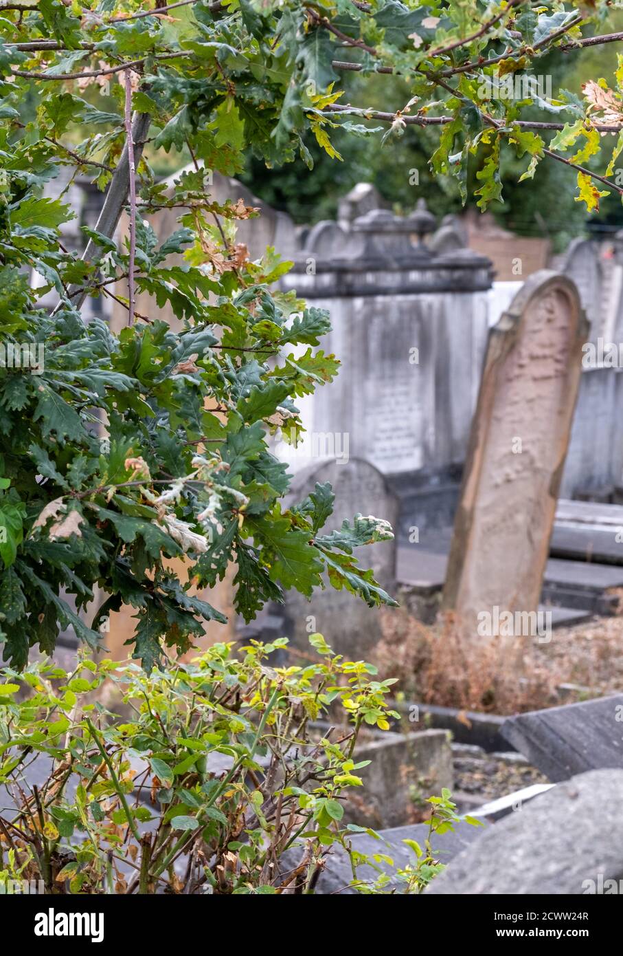 Decaying sandstone gravestones at the historic Victorian Jewish ...