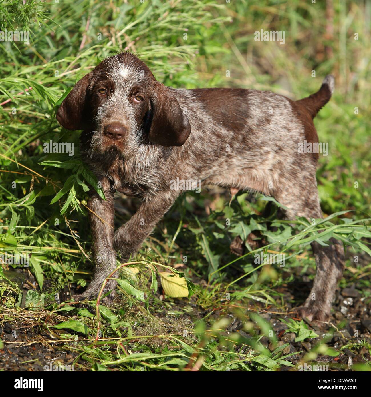 italian wirehaired pointer