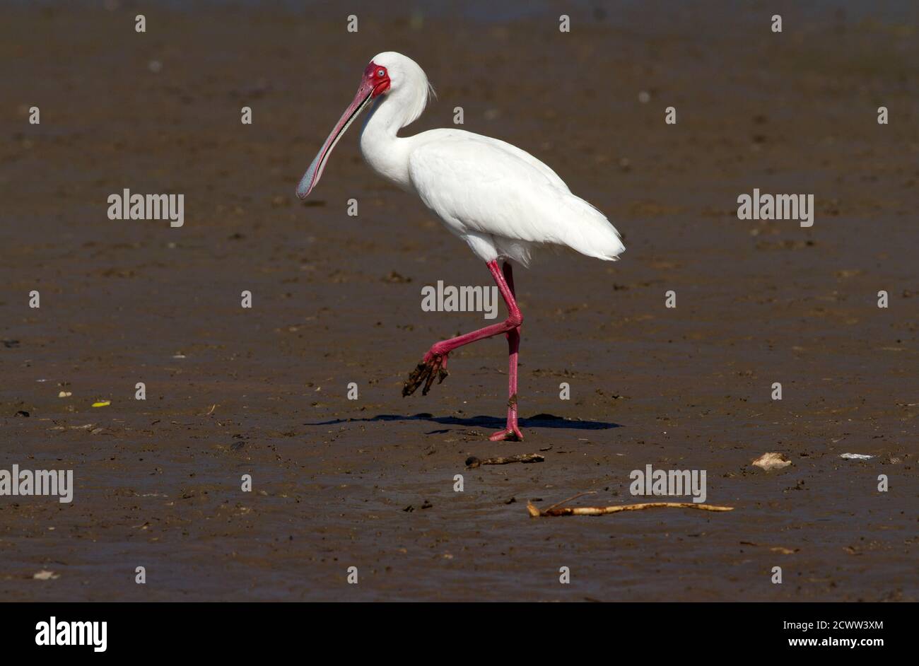 An African Spoonbill walks on the shores of Lake Mzizima on the Rufiji ...